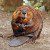 BEAVER KILLING in Guindon Park in Cornwall Ontario! April 25, 2012