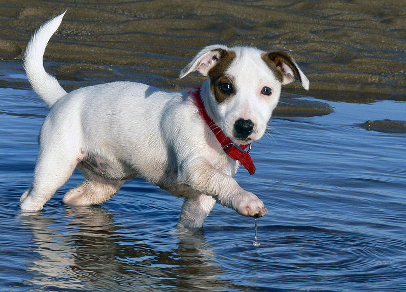 Jack_Russell_Puppy