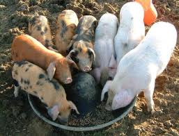 pig feed