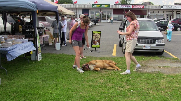 Dog Day Afternoon at Long Sault Market 2Aug13