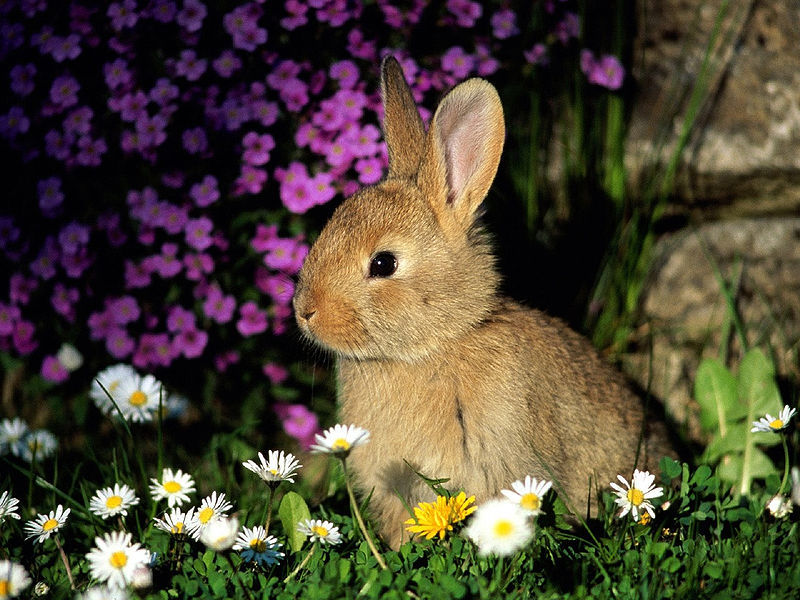 cute bunny