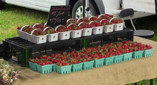 The Strawberries are Here!