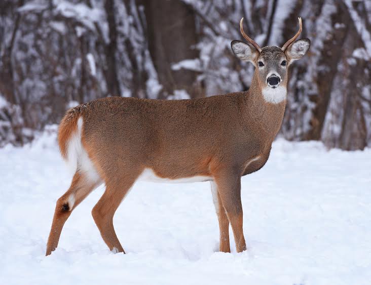 deer buck HANSON