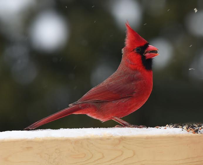 red cardinal HANSON