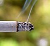 CD HOWE INSTITUTE : How Best to Smother Sales of Contraband Cigarettes