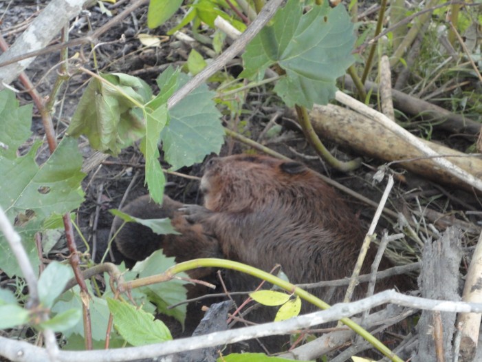 Letter to the Editor  Our national emblem, the beaver, not worth a dam in Ottawa! by Anita Utas