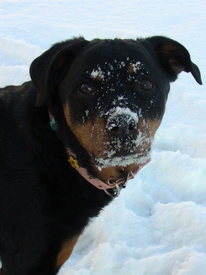 She Made It!  Melly the Rottweiller Celebrates her 12th Birthday!  January 27, 2013