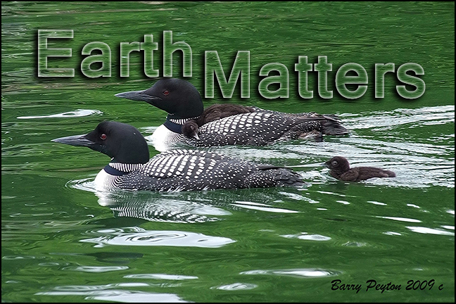 Pollutants Threaten Iconic Canadian Bird – Earth Matters by Jacqueline Milner