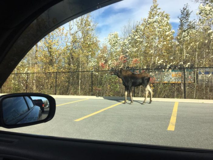 Cornwall Ontario Police Shoot Moose That Wandered Into City 101917