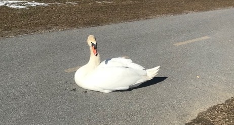#OPP Save Wounded Swan from Song on 1000 Islands Parkway 032018