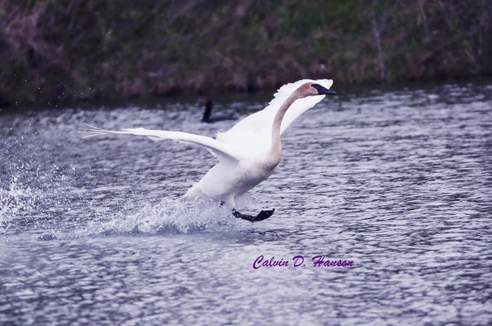 Rare TRUMPETER SWANS Photographed by Calvin Hanson in South Stormont 052219