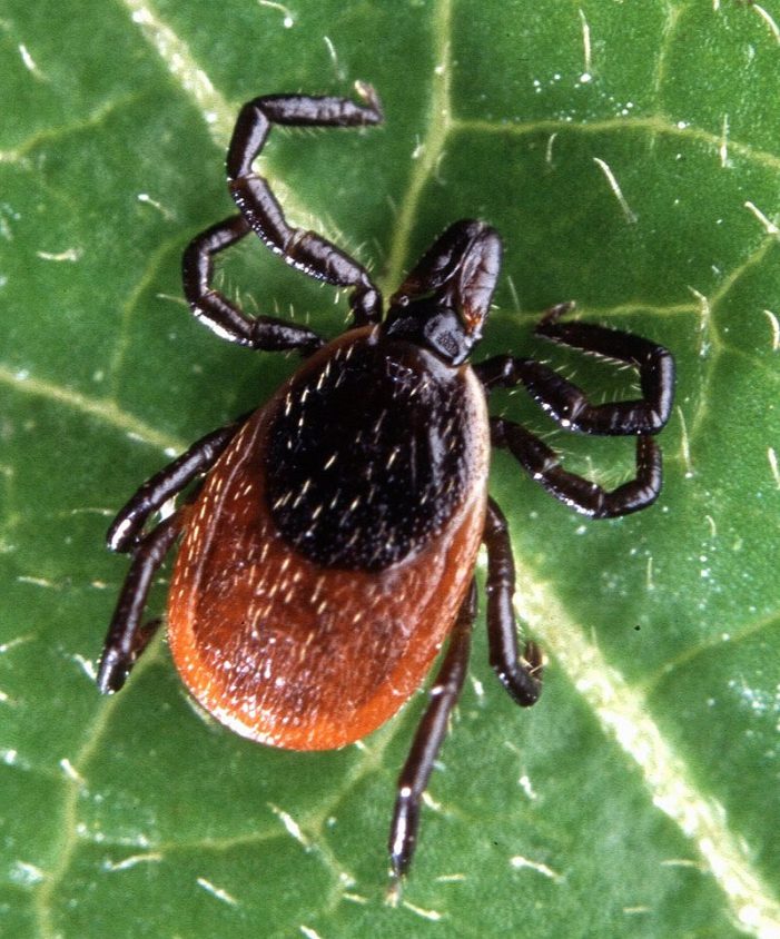Lyme Disease- A Personal Account by Jane Dusomos 050419
