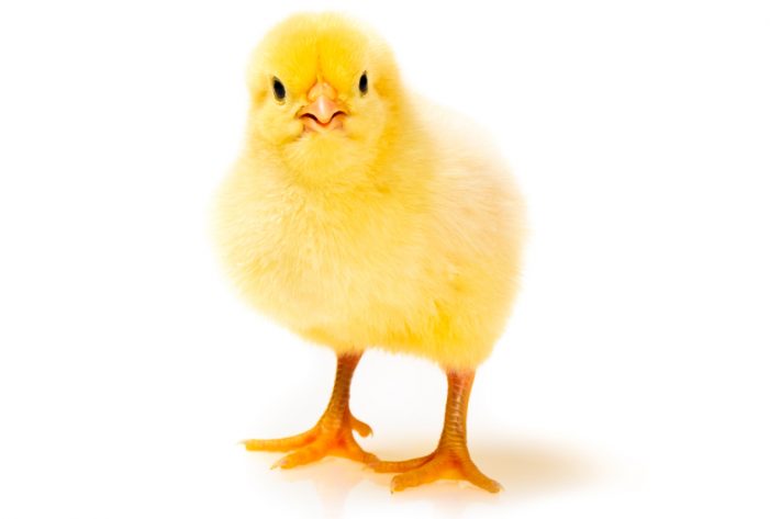 Chick Fight Leads to Charges in Cornwall Ontario POLICE BLOTTER #CPS 020620